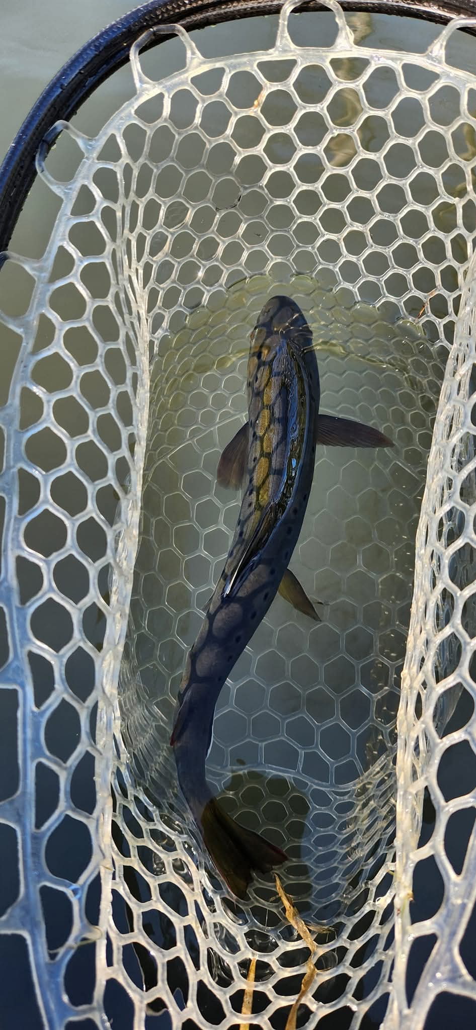 Guided fishing trip in the Driftless Region