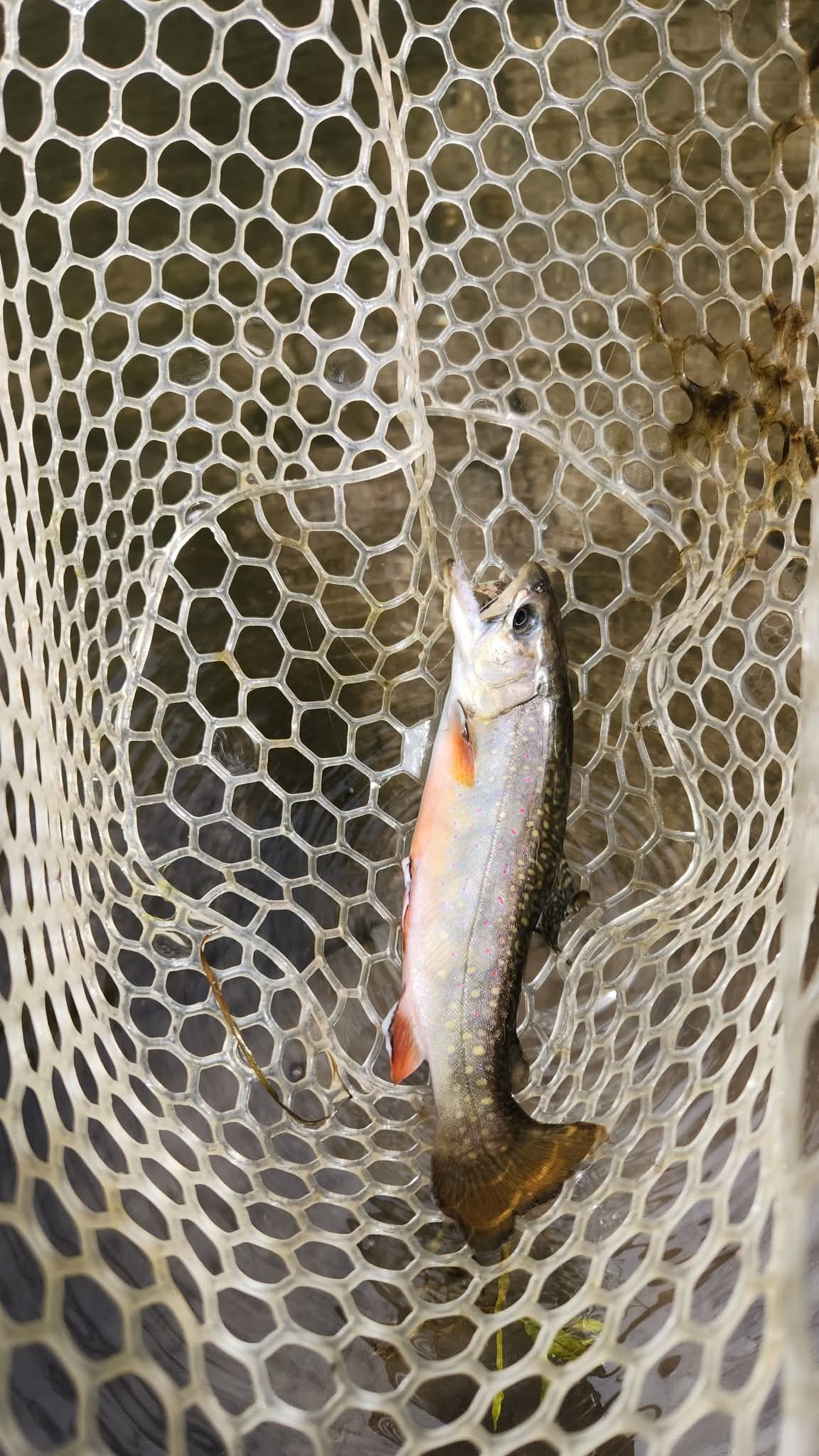 Guided fishing trip in the Driftless Region